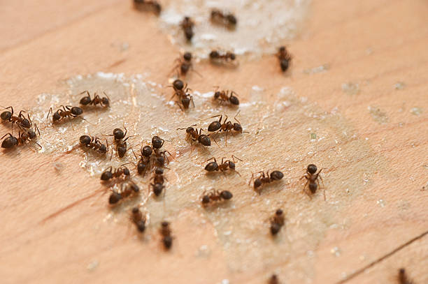 Best Emergency Pest Control  in Ontario, OH